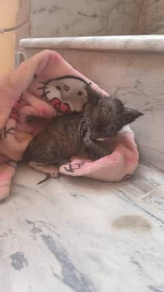 street kitten