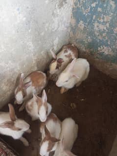 rabbit red eye male and female