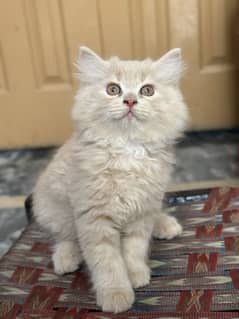 Persian