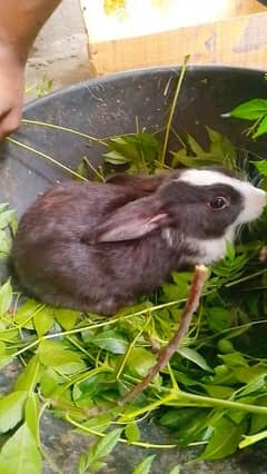Rabbits