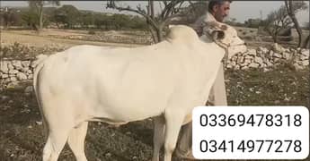 Bull for Qurbani 03369478318, 03414977278