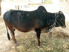 Qurbani bull | Bachra | desi bull | Wehra | بچرا | qurbani 2025