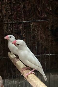 Java /Finch / Birds/Animals / white pair available  03274597505 sale .