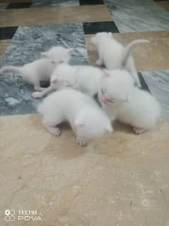 Persian New Born Cats