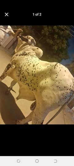 Qasai for Eid