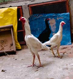 White o shamo breeder pair