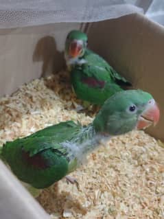 Raw parrot chicks