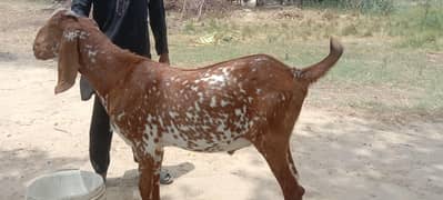 makhi