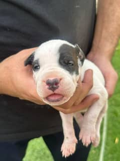 Dogo female puppy born 16may