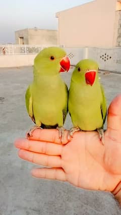 03369510495