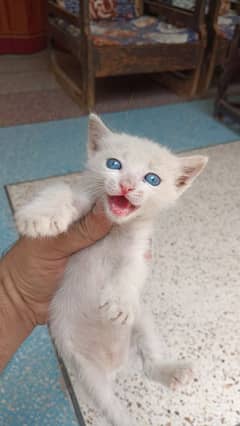 persian kitten baby