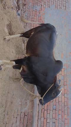 Bull 03311166205