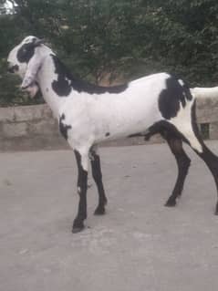 qurbani
