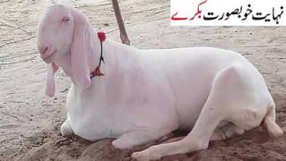 Bakra | Goat | Cow | Bull | Dumba |Rawalpindi| DHA|Bahria|Gulberg|