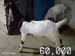 sare Bakra ek dum munasib pason man hain