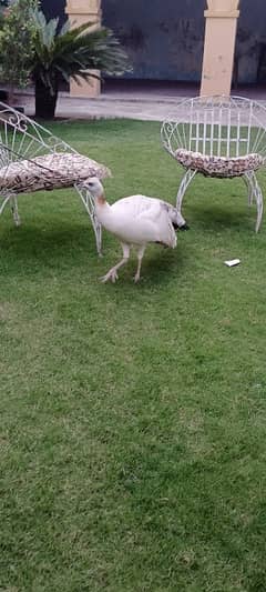 black shoulder peahen