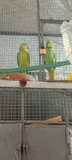 green parrot for sale cal pa rabta kara 03086748404