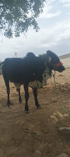 Qurbani Bulls for Sale – Healthy, Well-Fed, Home-Raised