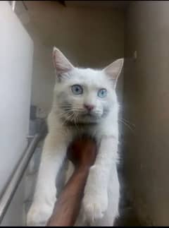 male persian cat 7 month healthy vacinated cat