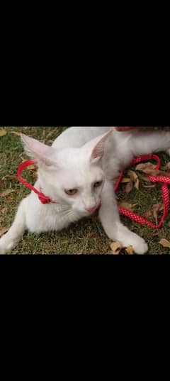 percian cat