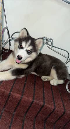 siberian