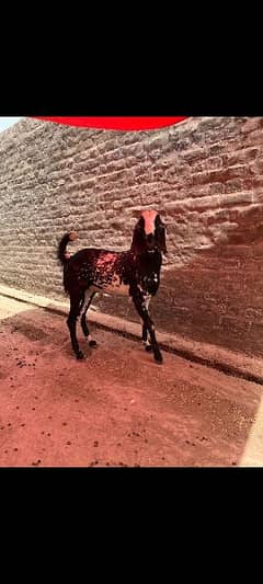 Bakra Sale Black Color No/03361170327