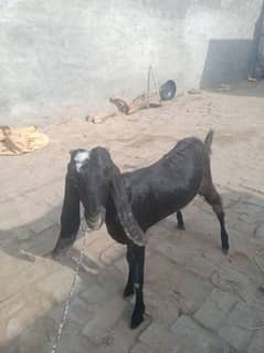 Beautiful Beetal Nuqra Goat for Sale – Ideal for Qurbani & Breeding