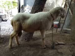 Mundra