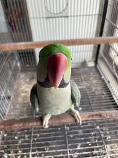 Kashmiri Raw captive Home breeder male