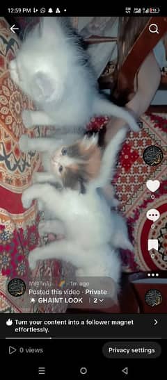 Persian cat child cute active