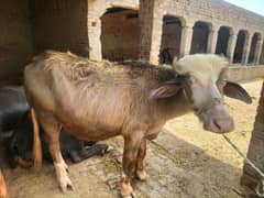 Bulls