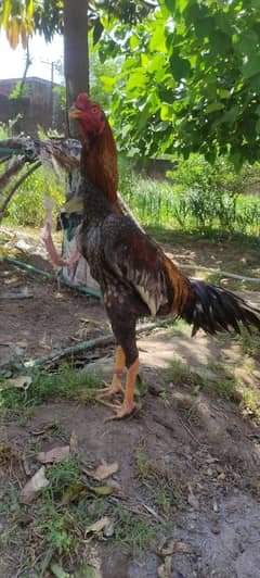 Aseel Japanese Shamoo