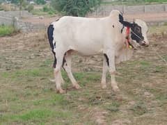 bull for sale