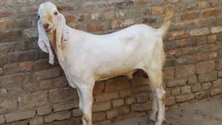 (03176178735) Bakra for sale 2 dant ma hai.