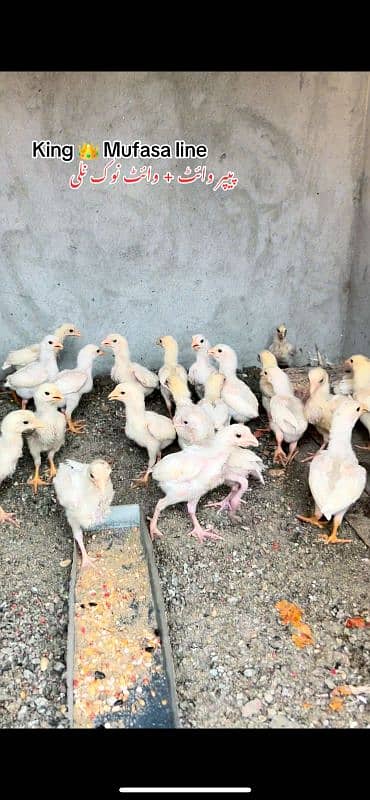 Heera aseel chicks ( homebreed) 55 days old