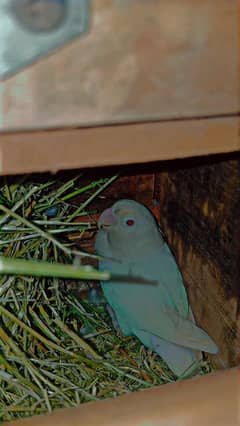 Albino red eye cremino creamino lovebirds, love birds