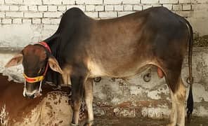 cow