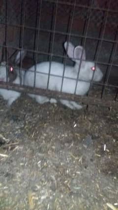 White Rabbits
