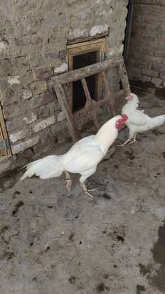 heera pair