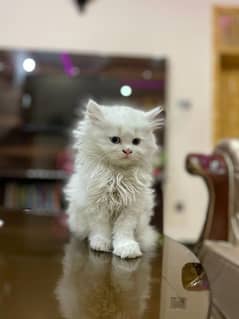 Persian