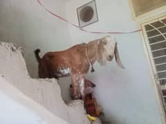 BAKRA