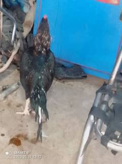 lakha murgah he 11 month ka he