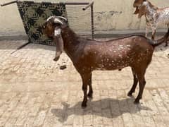 makhi cheena + Desi Bakra qurbani Kay liye
