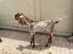 buy qurbani goat online in Lahore - healthy and Certified