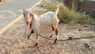 Goat, Qurbani, Eid ul Azha