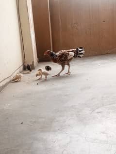 Aseel Murgi with Chicks