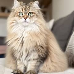 British Longhair