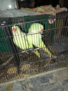 Raw parrot young pair.