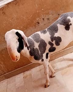 Dumba/Sheep for sale 3x