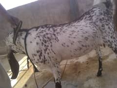 pure makhi cheeni gaban bakri